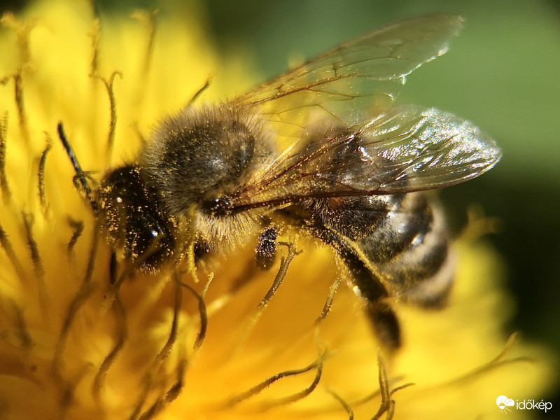 Méhecske a Pitypangon