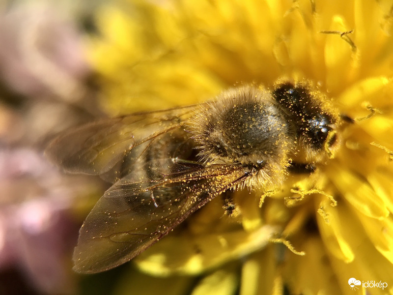 Méhecske a Pitypangon