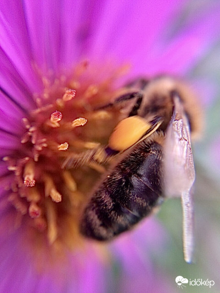 Méhecske a Virágon