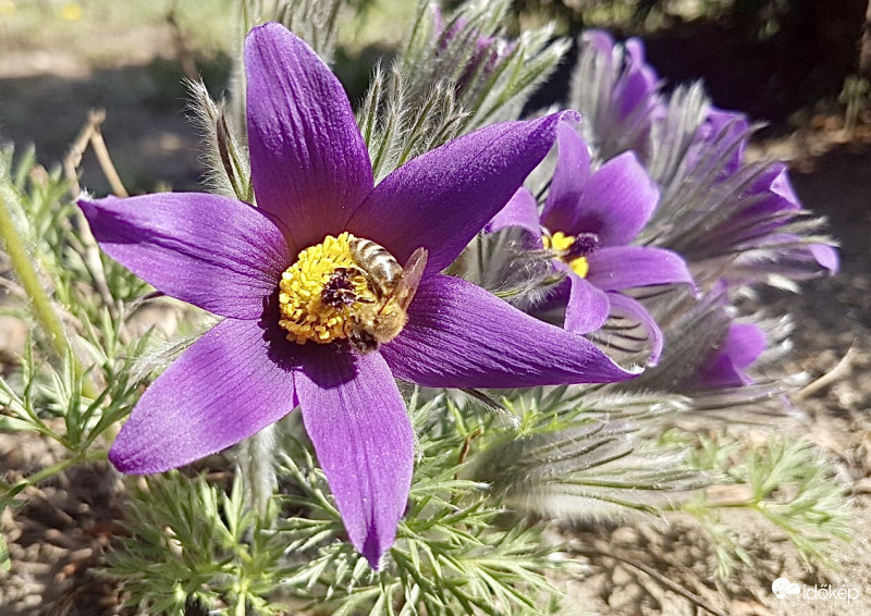 Méhecske a Kökörcsinen