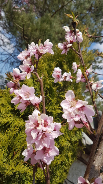 Őszibarackfa Virágzás