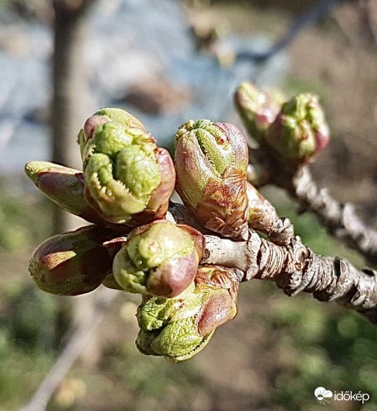 Cseresznyefa rügypattanás