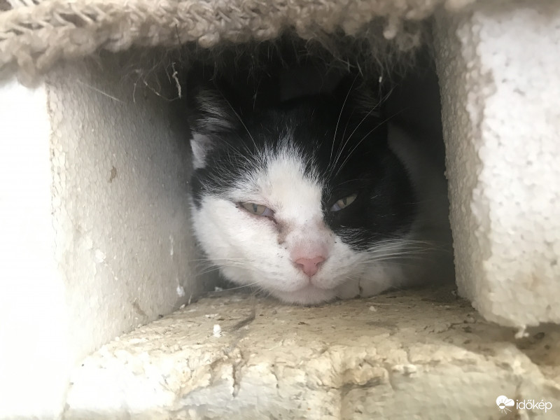 Mici les ki a házából