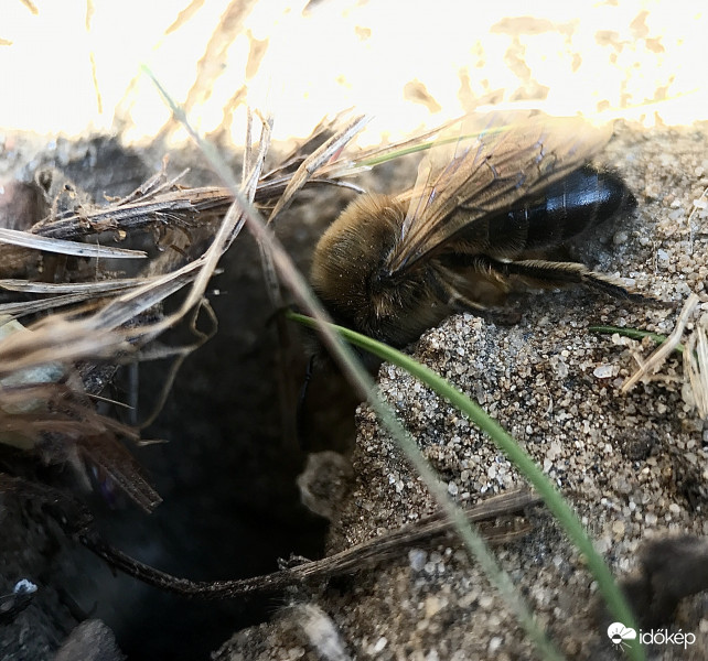 Mindenütt jó ,de legjobb otthon 
