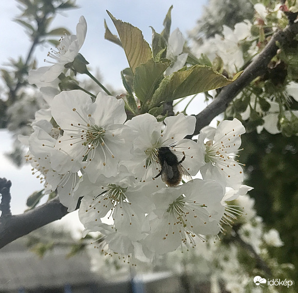 Cseresznyefa Méhecskével