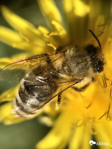 Méhecske a Pitypangon