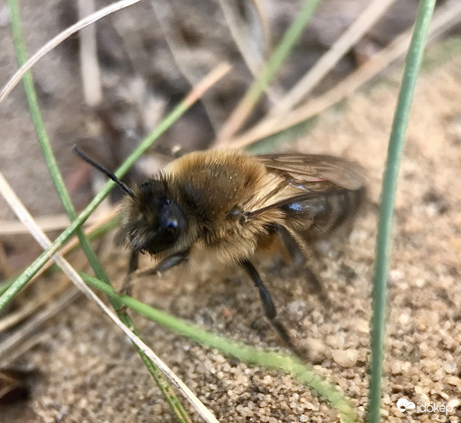 Földi Méh Közelről