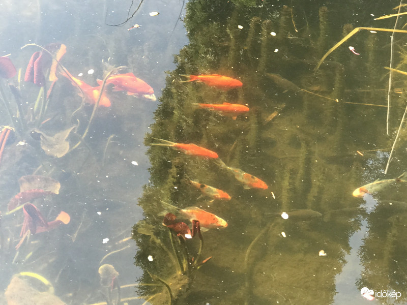 Élet a Kerti Tóban