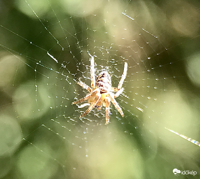 Kis Pók a Hálóján