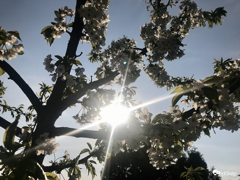 Tavaszi Napsugár és Virágzó Cseresznyefa