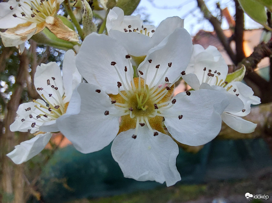 Körtéfa, körtéfa...