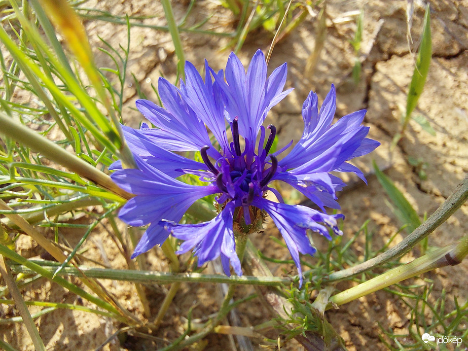 Vad és mégis szelíd :)