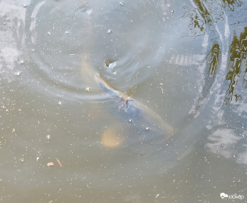 Potyka pipázás előtt 