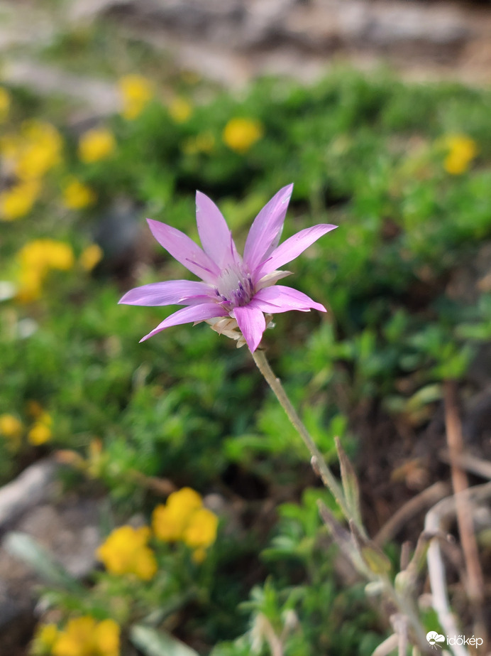 Virág a sümegi várból 