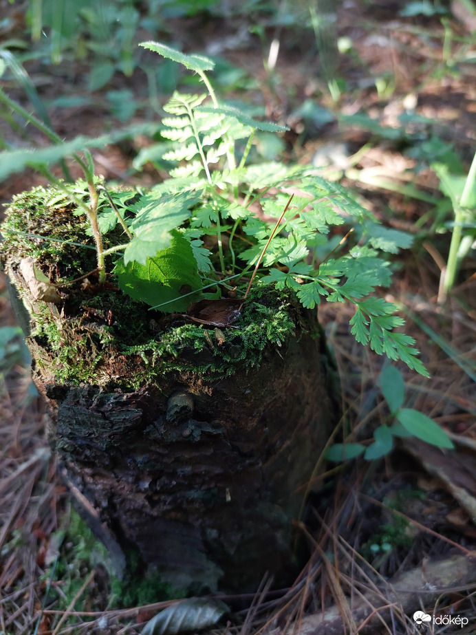 Páfránybébi fura helyet talált magának 