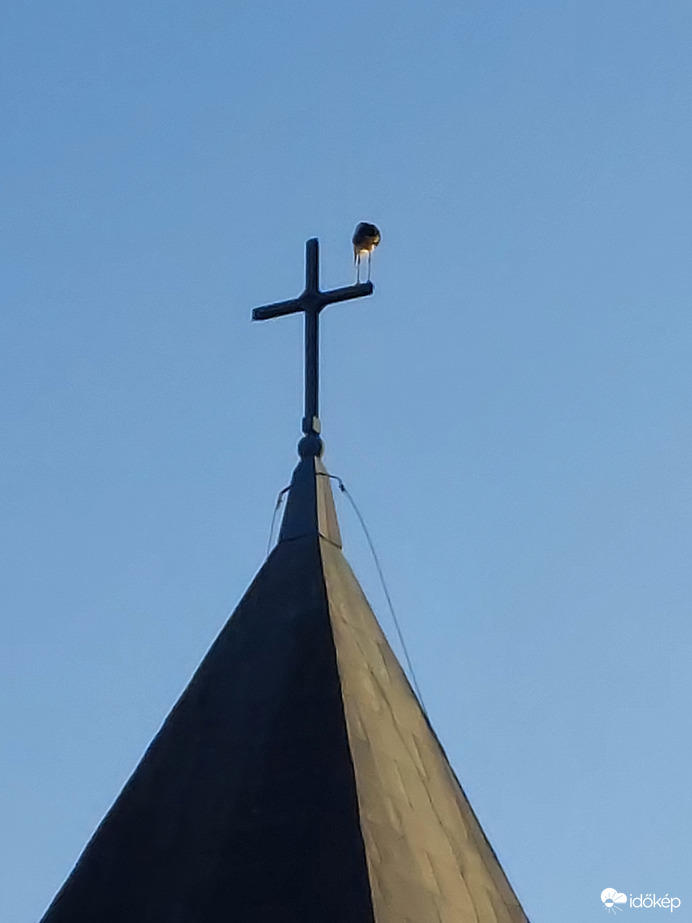 Gólyánk rendhagyó helyet választott magának 