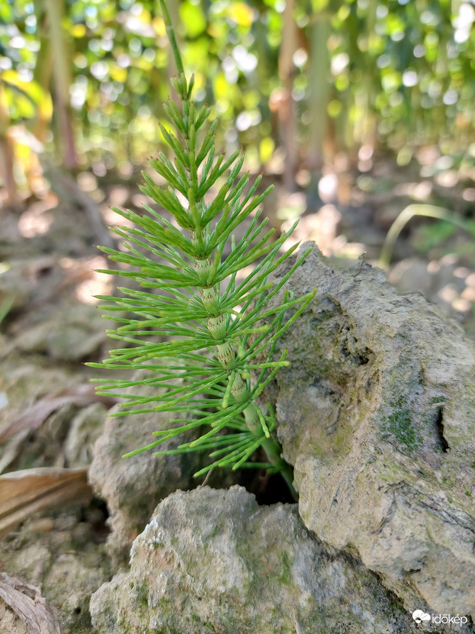"Kiskarácsony" a kukoricásban