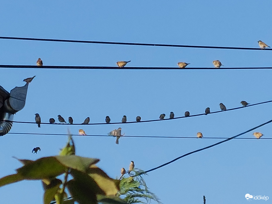 Reggeli verébgyülekező