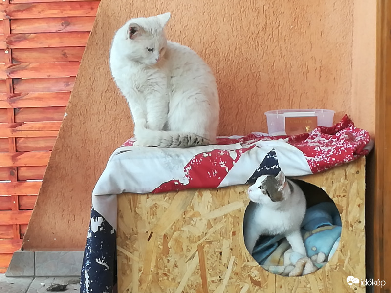 Délutáni csendélet az udvarunkban 