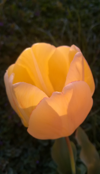 A lemenő Nap fényében fürdő tulipán