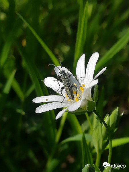 Az erdő apró kincseket rejt