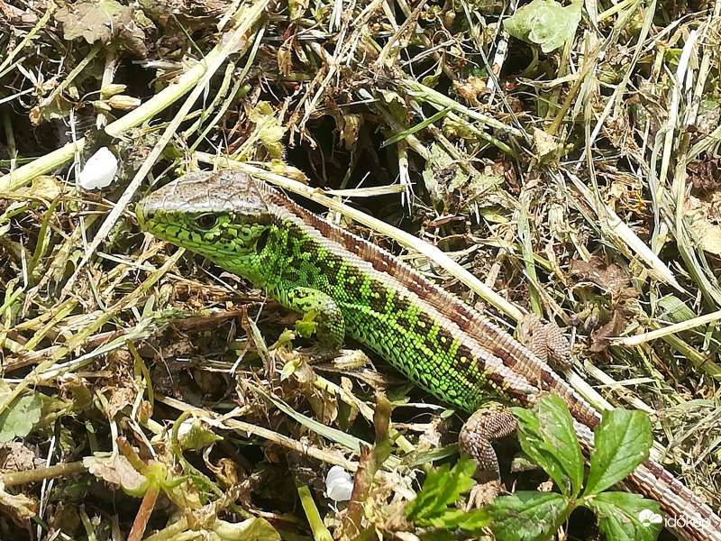 Hím fürgegyík csodálatos pompájában 