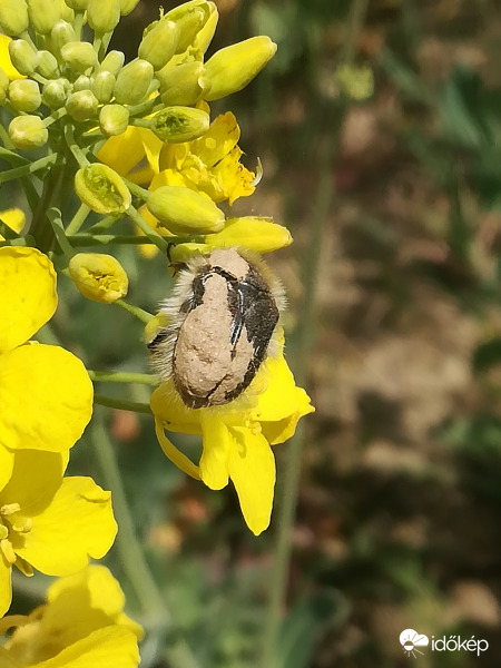 Épp hogy csak kibújtam a földből 