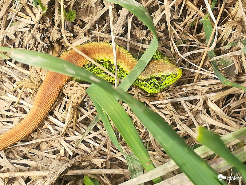 Ki látott már ilyen csodaszép nászruhát? 