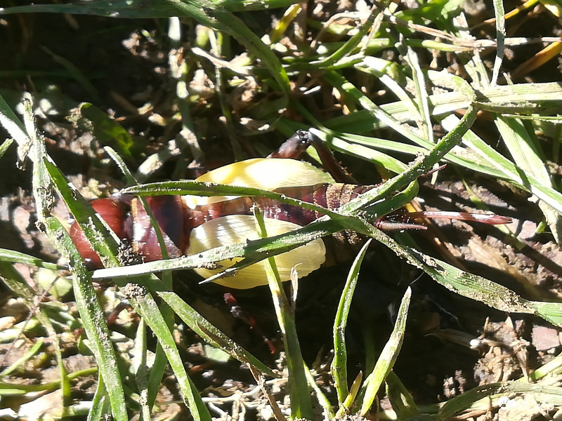 Óriási barna tücsök 