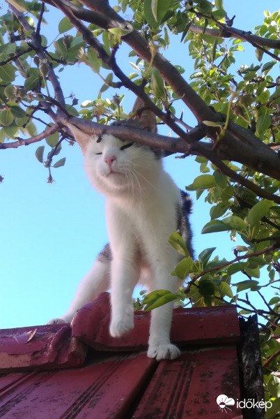 Relax körteág-masszázs