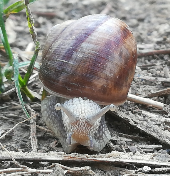 Eső utáni csiga-kalandtúra résztvevő 