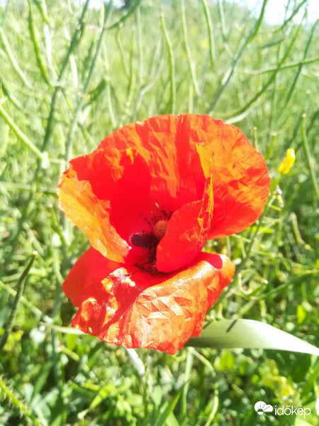 Kissé gyűrött nyár eleji festmény 