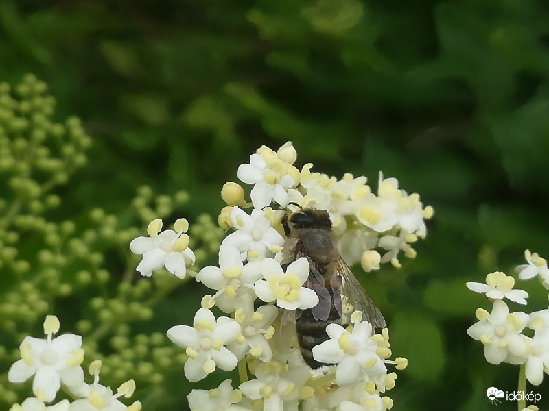 Reggeli pihenő a bodzán 