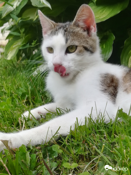 Palkó macska 