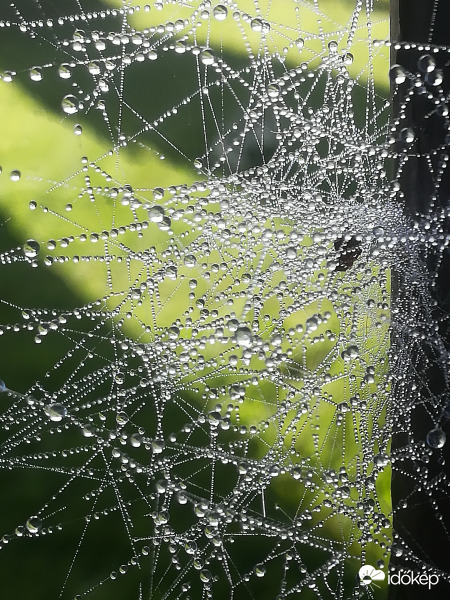 Kusza, mégis gyönyörű 