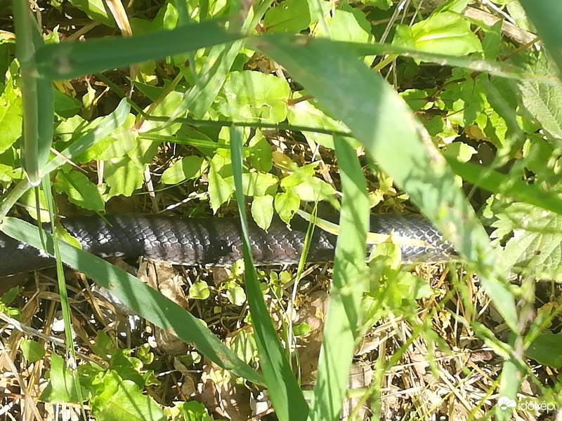 Csaknem másfél méteres vizisikló látható, kis darabja