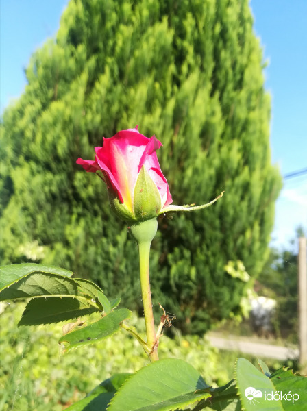 Izabel de Ortiz rózsám első virága 