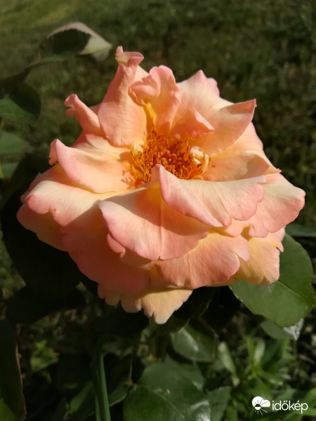 Emeraude D'Or rózsám első virága :) 