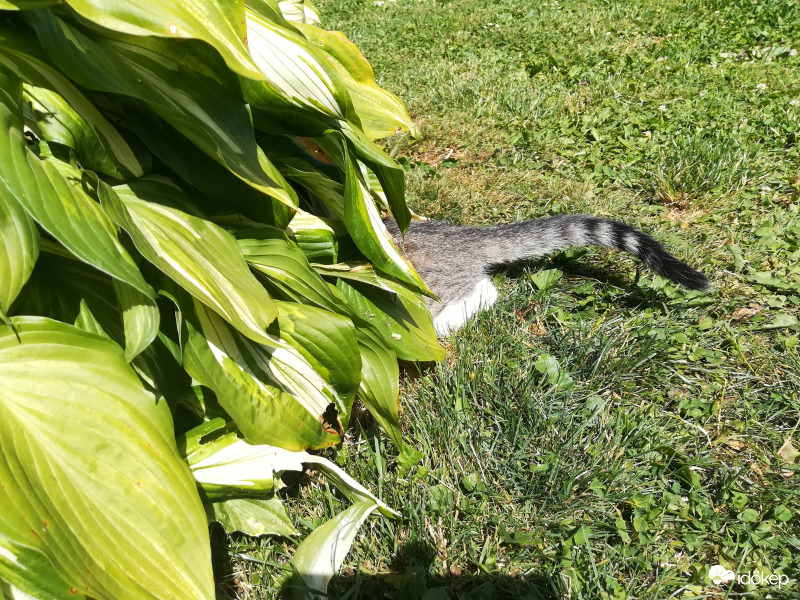 Farka nőtt az árnyliliomnak :) 