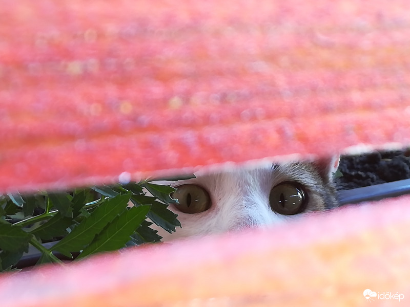 A bársonyvirágot őrzi