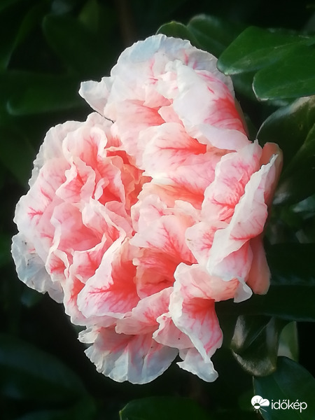 Gránátalma virága 