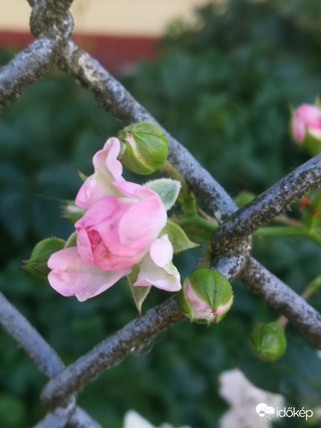 Apróság, de annál szebb 