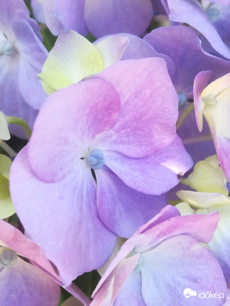 Szivárványos hortenzia 