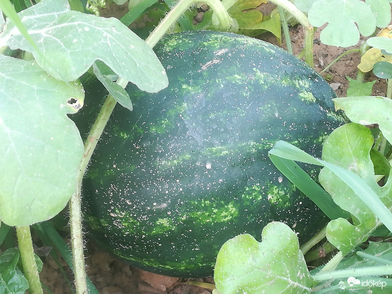 Nődögél a dinnyénk