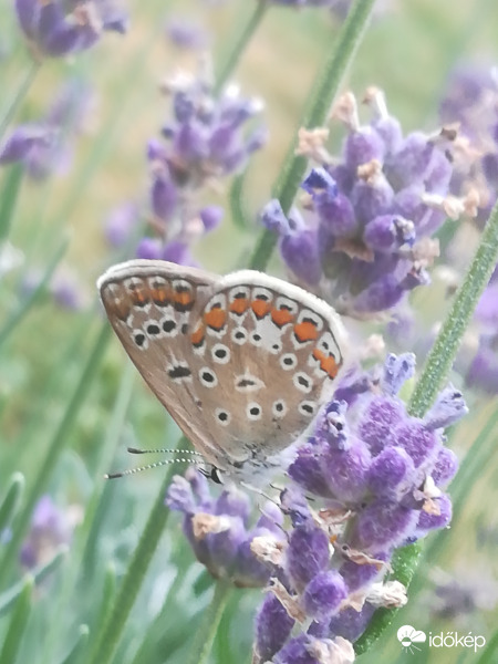 Csepergő esőben :) 