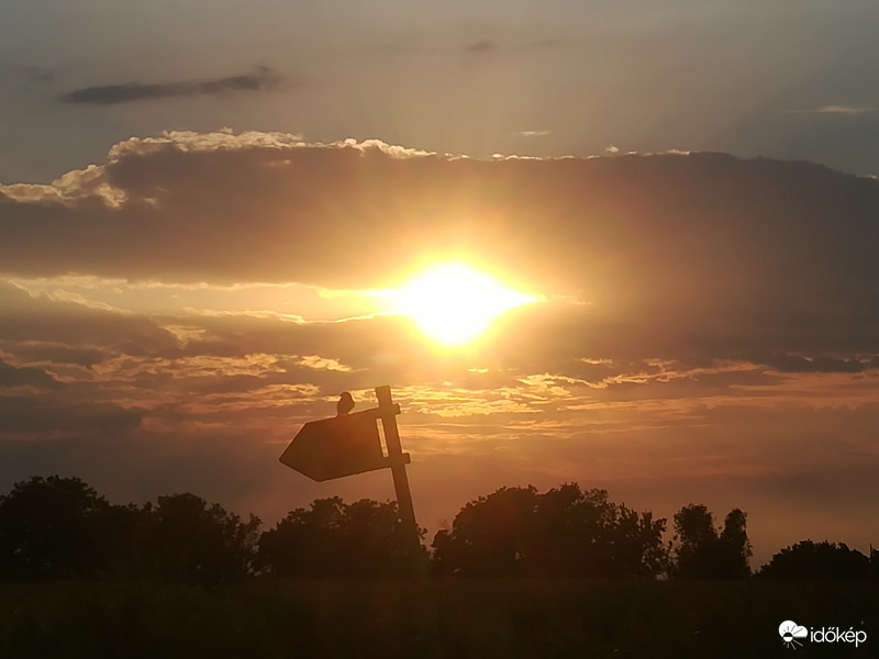 Kismadaras naplemente 