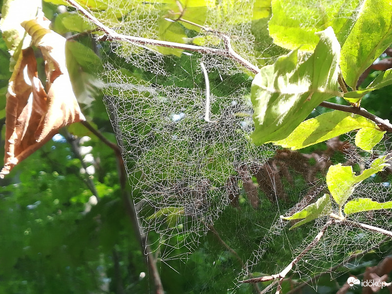 Különleges pókháló 