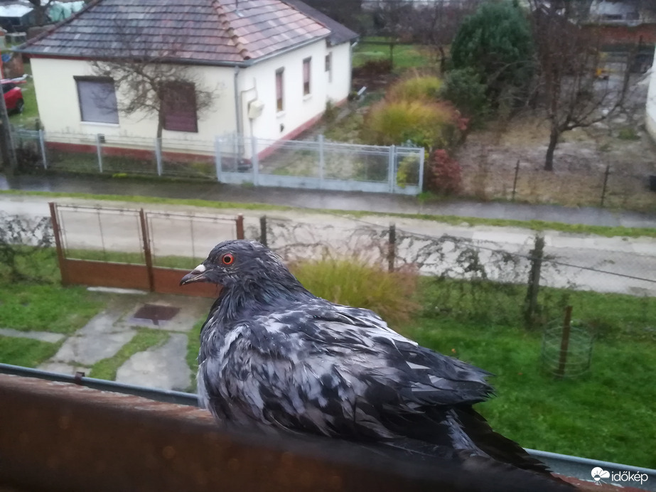 Mai vendég :)