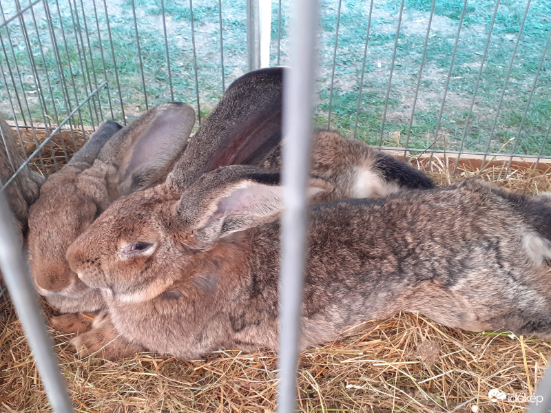 Óriás Belga nyúl 