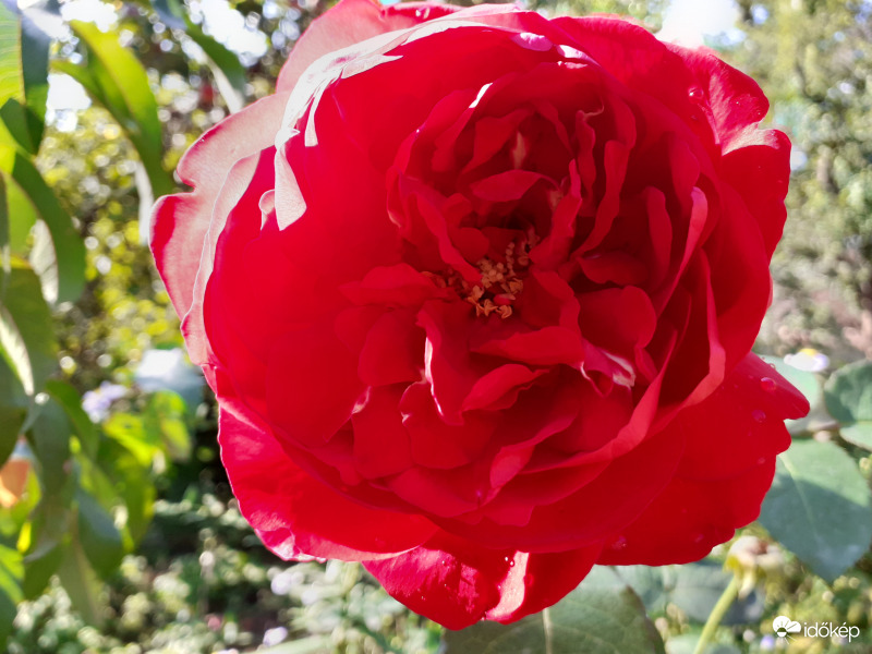 Rózsa 